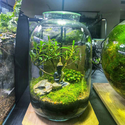 34x20cm Glass Jar Terrarium DIY Kit