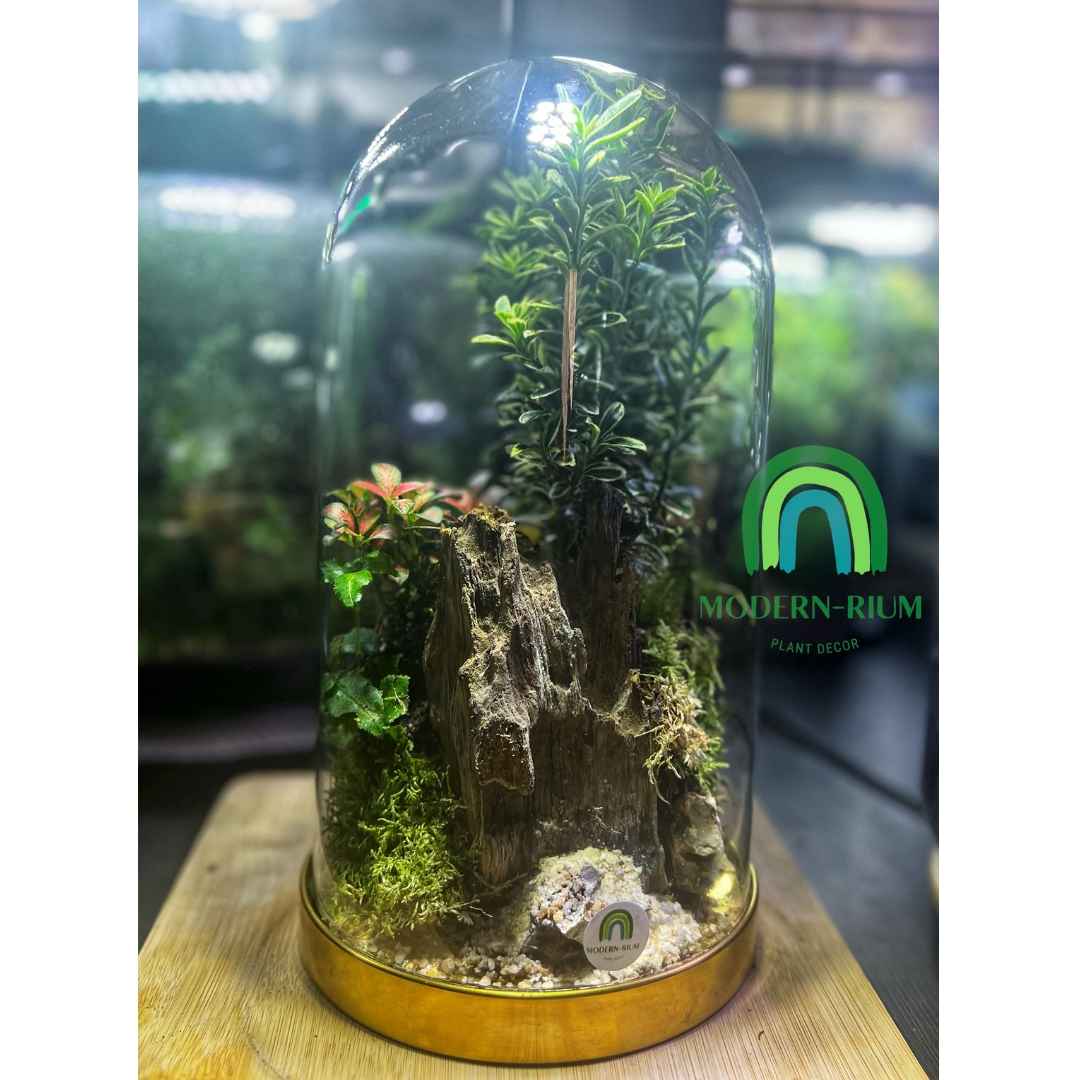 30cm Golden Dome Terrarium DIY Kit