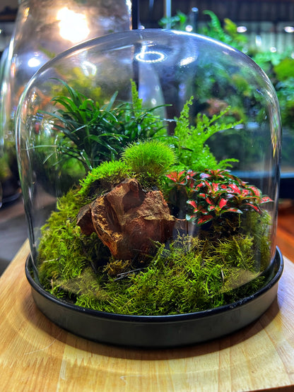 Domed terrarium “Little world under a dome”