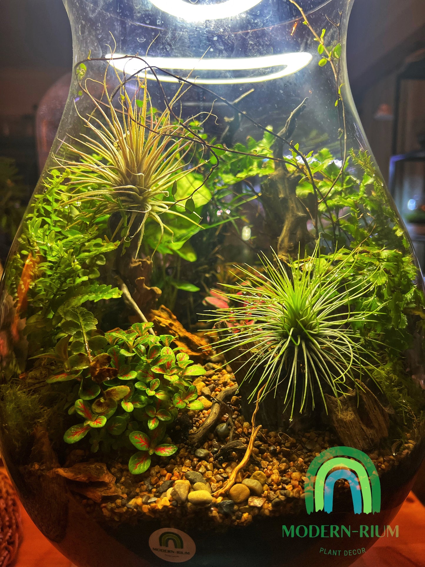 Open Terrarium 40cm high