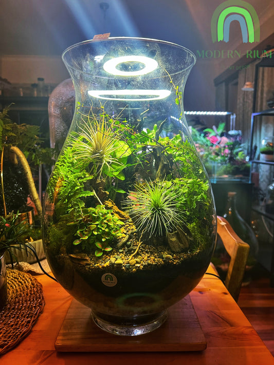 Open Terrarium 40cm high