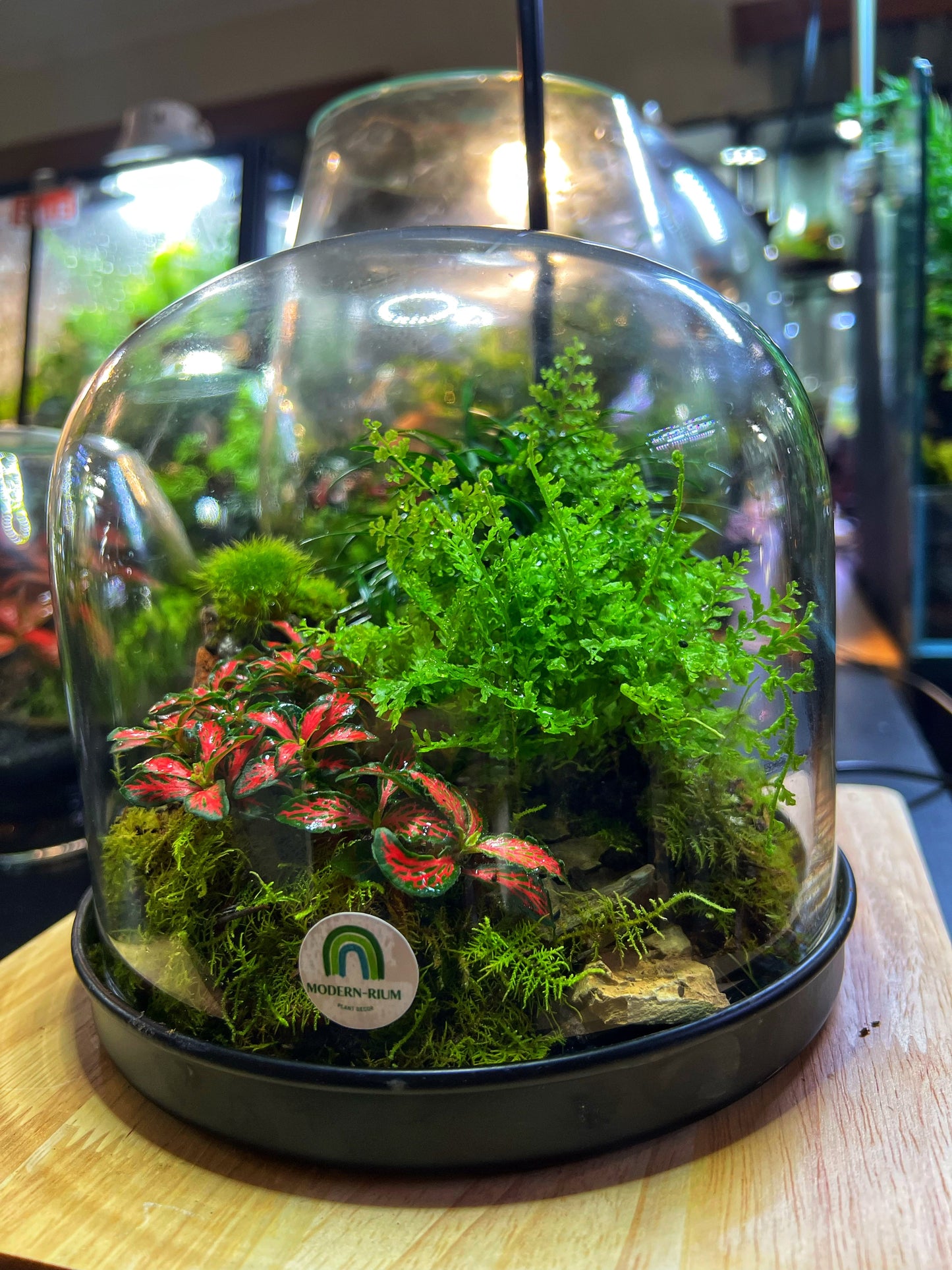 Domed terrarium “Little world under a dome”