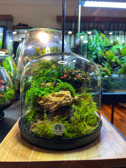 Domed terrarium “Little world under a dome”