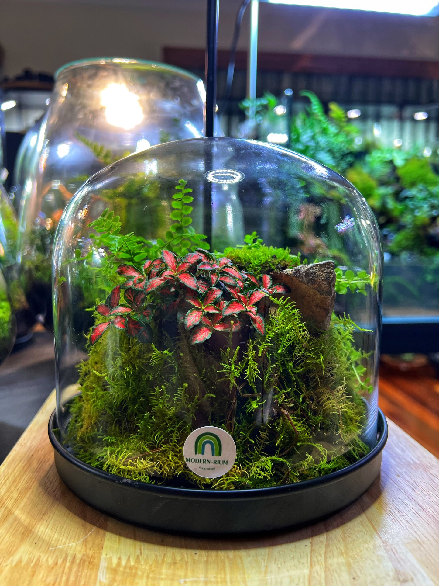 Domed terrarium “Little world under a dome”