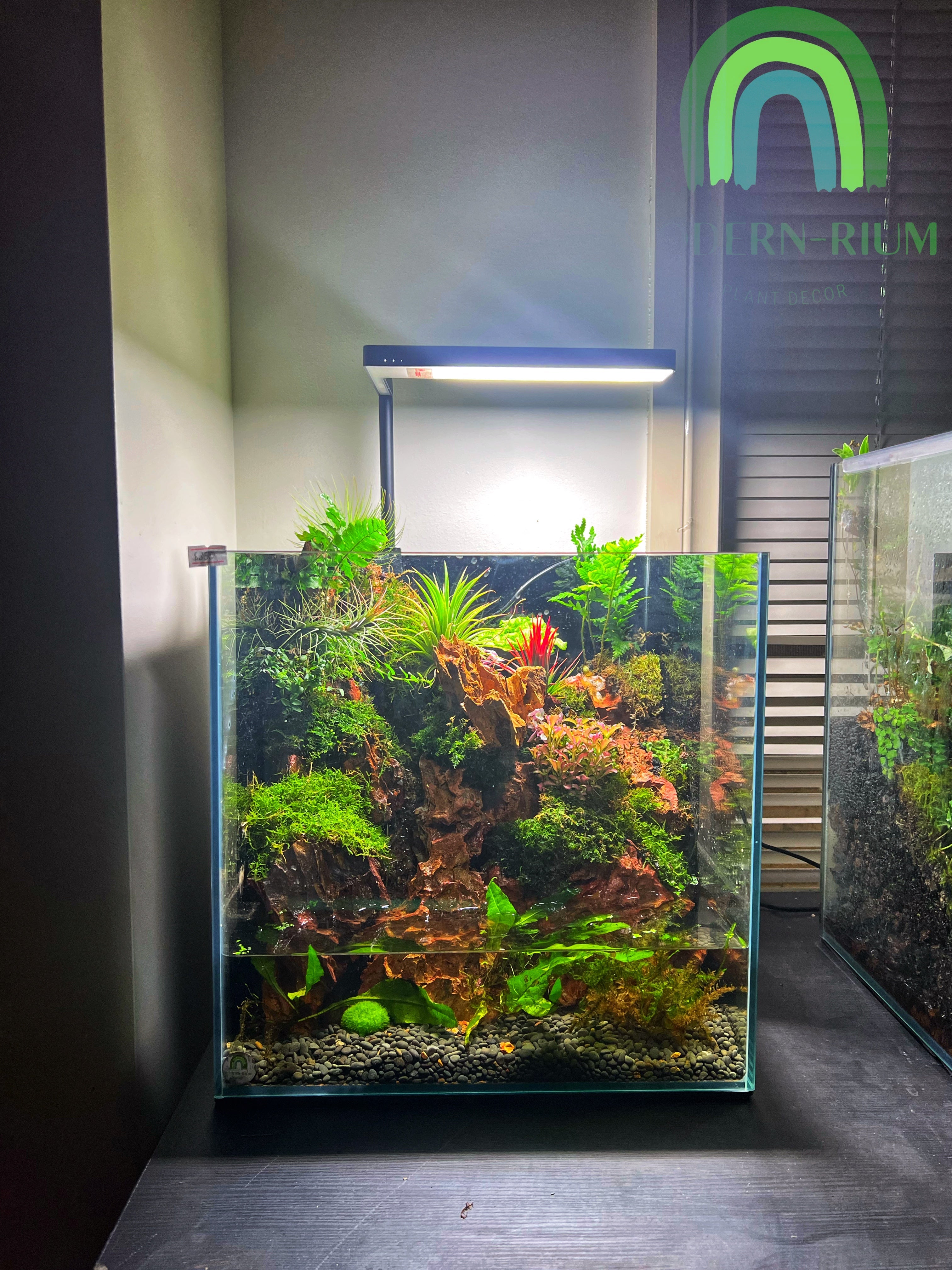 Paludarium 27cm cube tank – modernrium