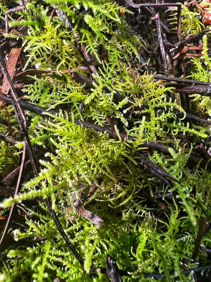 Fern Moss (Thuidium Sp.) - Terrestrial Moss