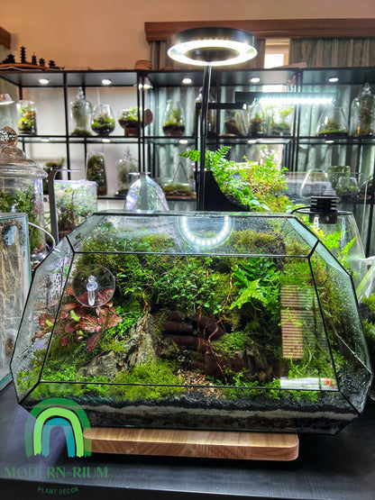 Geometric “The Bus” forest style Terrarium