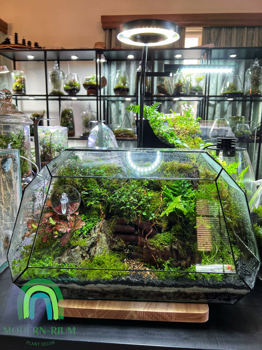 Geometric “The Bus” forest style Terrarium