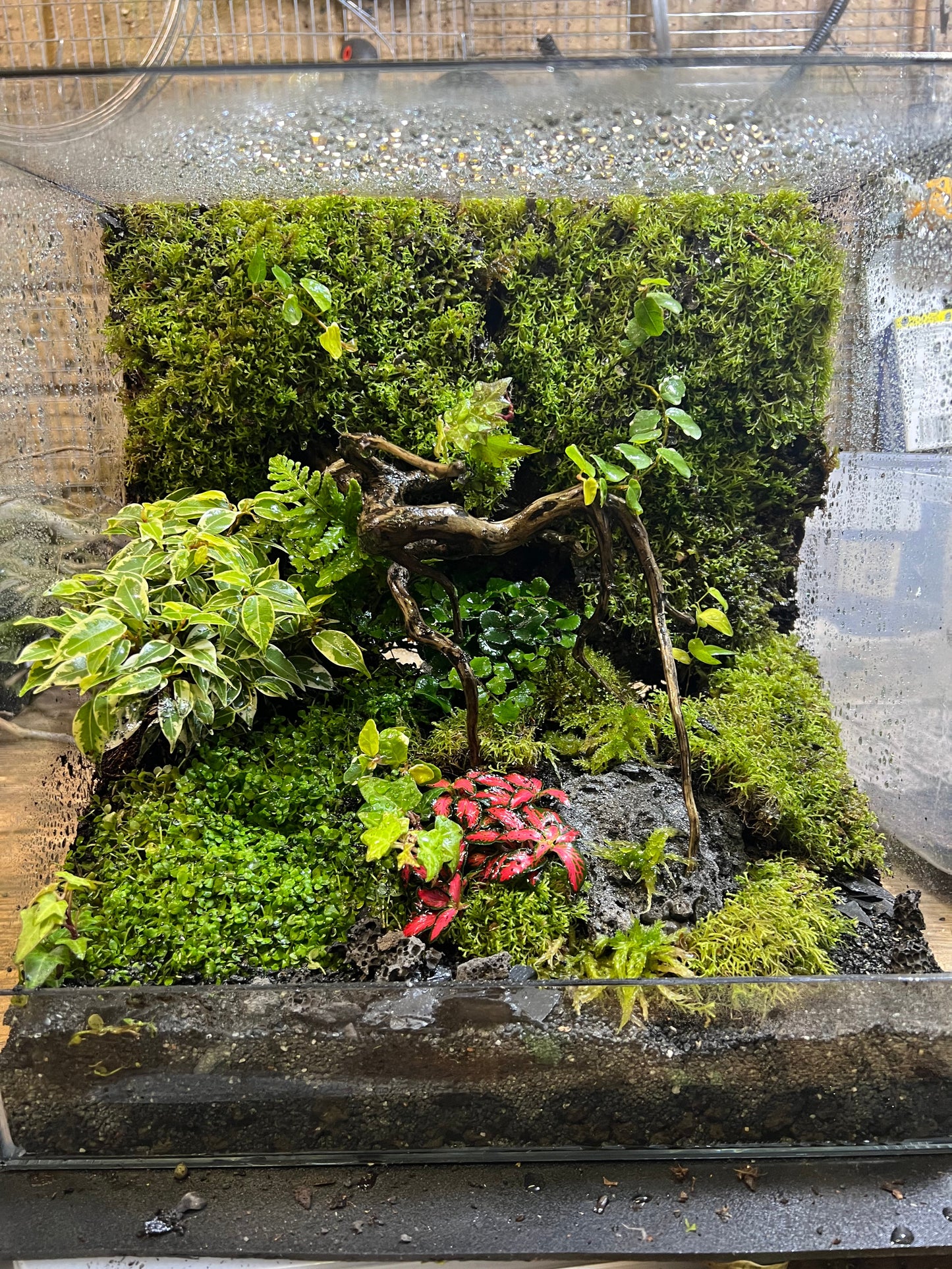 Nature in a box (moss wall)- Large size