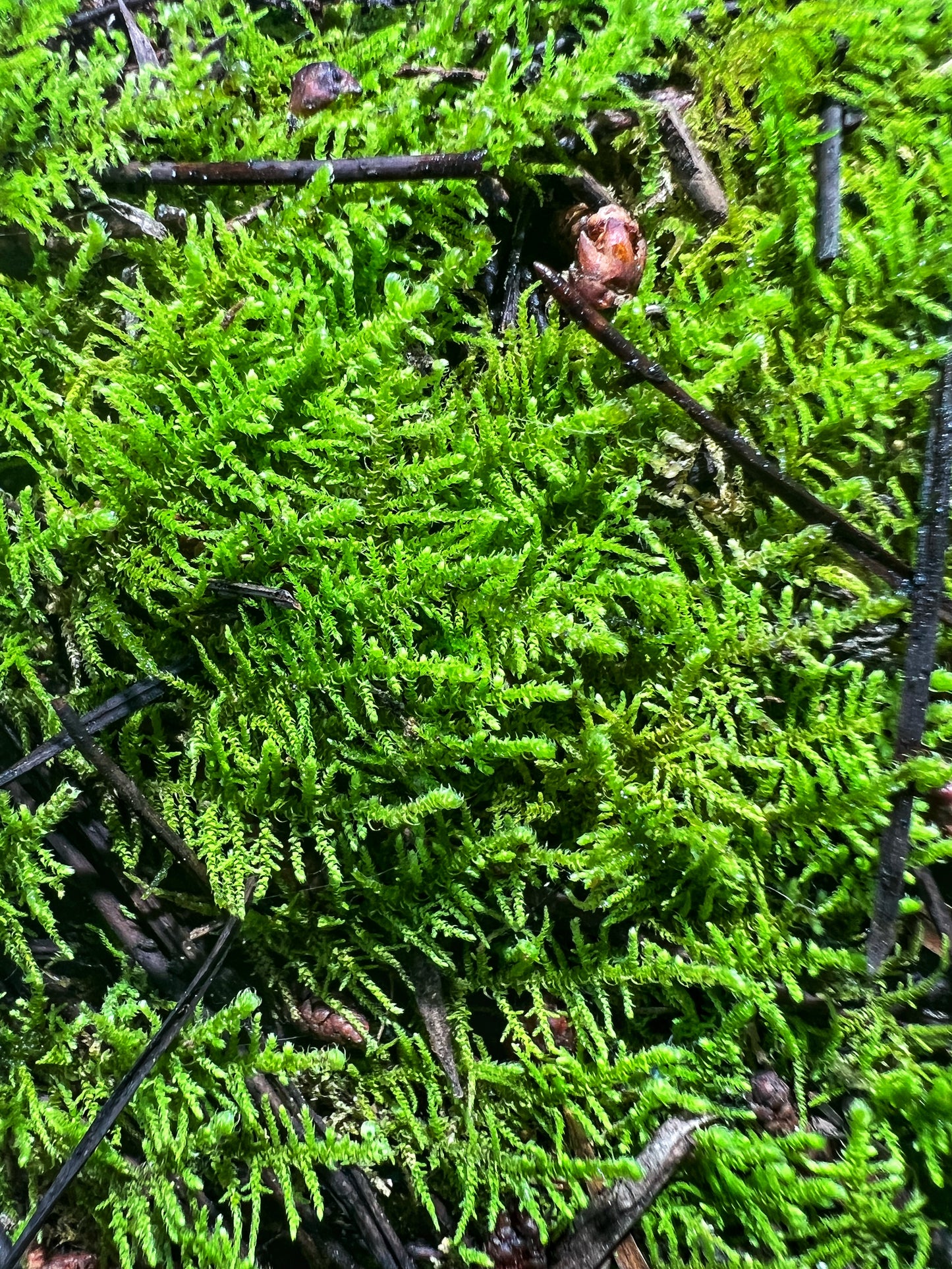 Fern Moss (Thuidium Sp.) - Terrestrial Moss