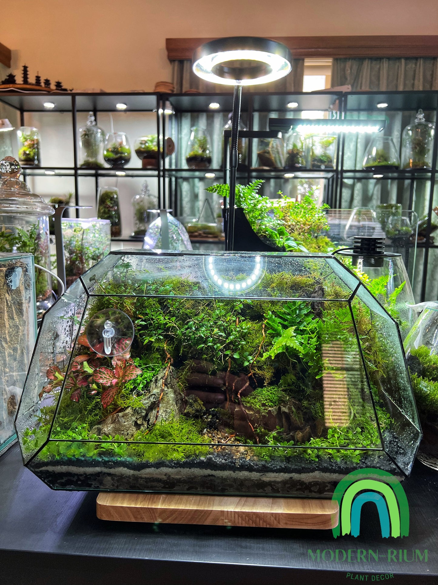 Geometric “The Bus” forest style Terrarium