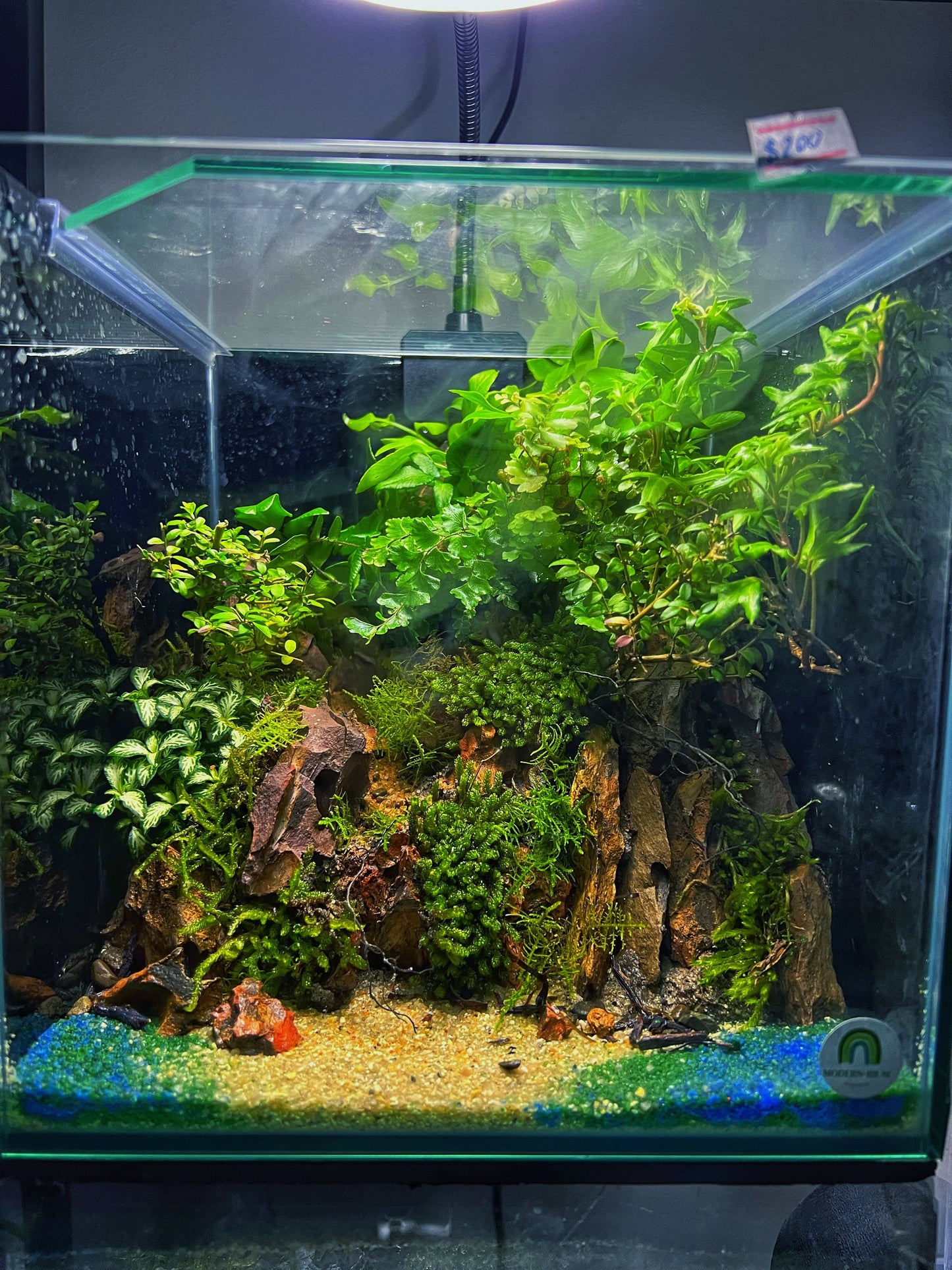 Cube Rock Cliff tank (22cm)