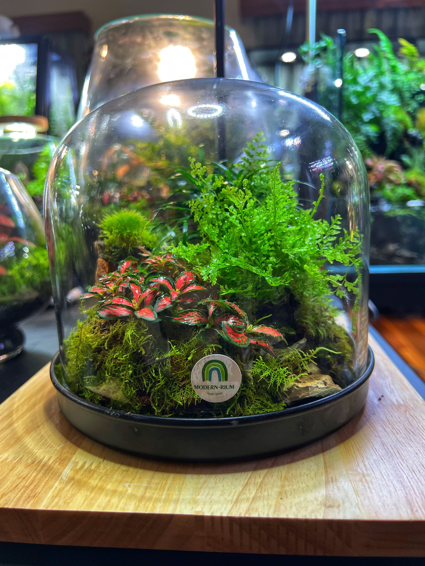 Domed terrarium “Little world under a dome”