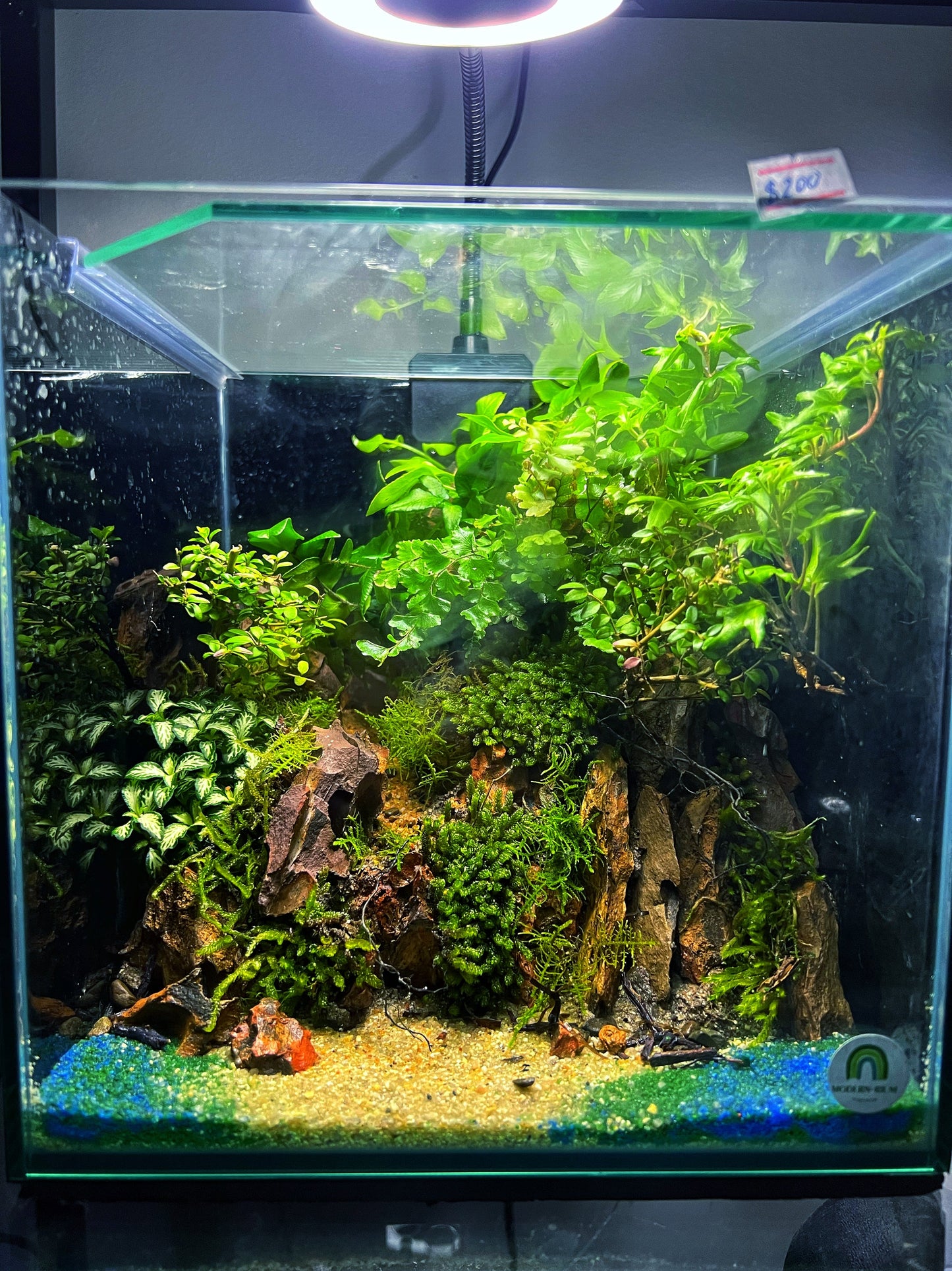 Cube Rock Cliff tank (22cm)