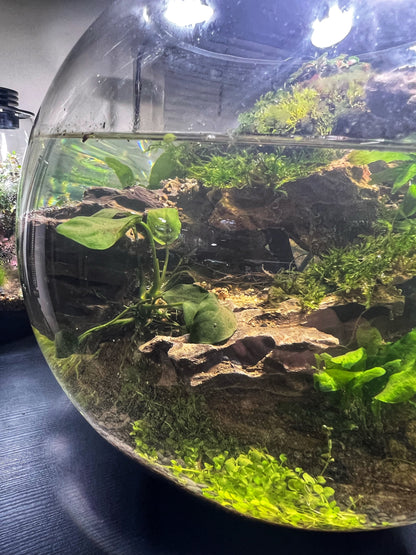 Planted fish bowl