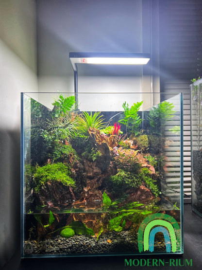 Paludarium 27cm cube tank