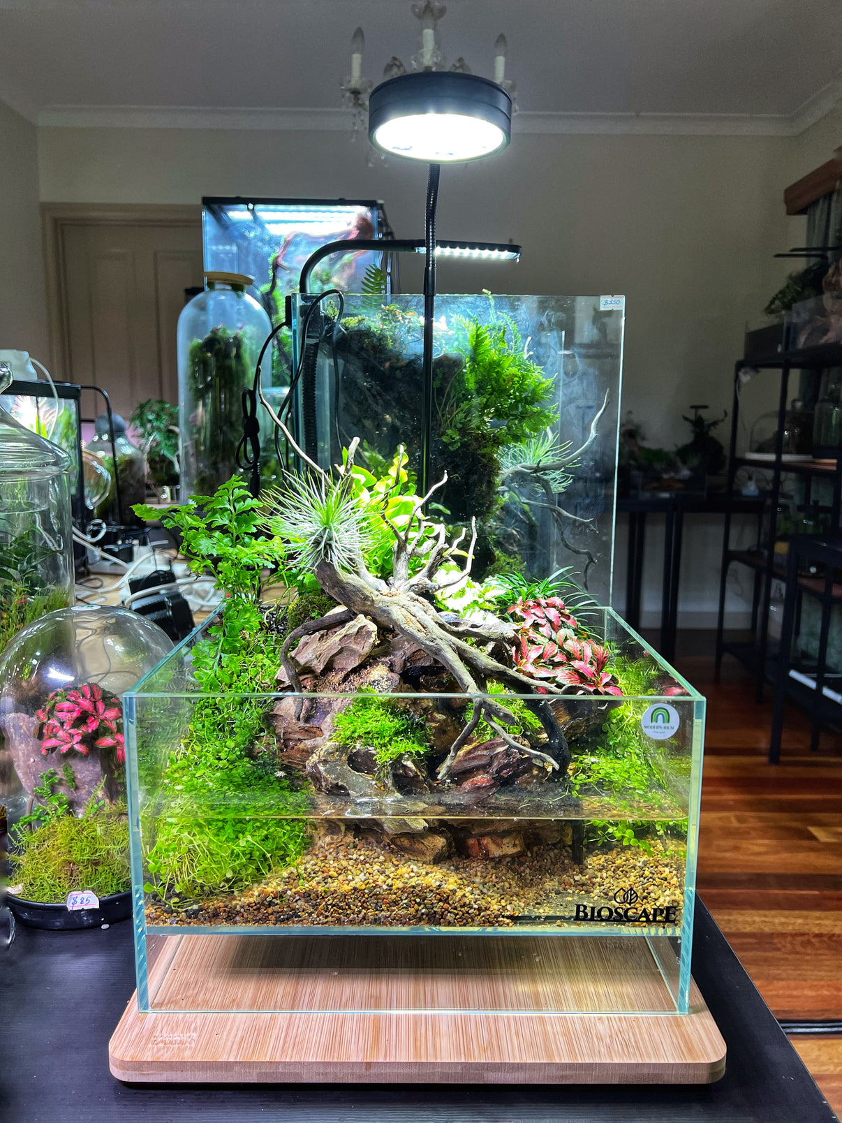 Swamp vibe - aqua terrarium – modernrium