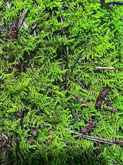 Fern Moss (Thuidium Sp.) - Terrestrial Moss