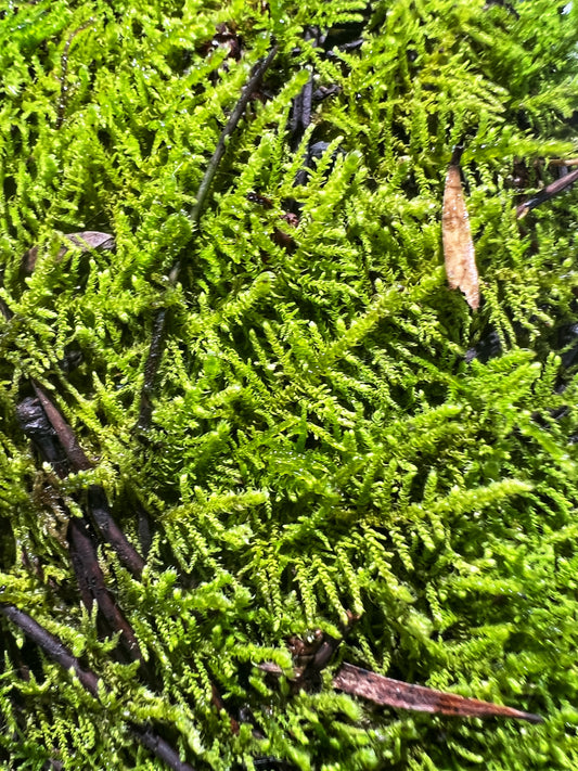 Fern Moss (Thuidium Sp.) - Terrestrial Moss