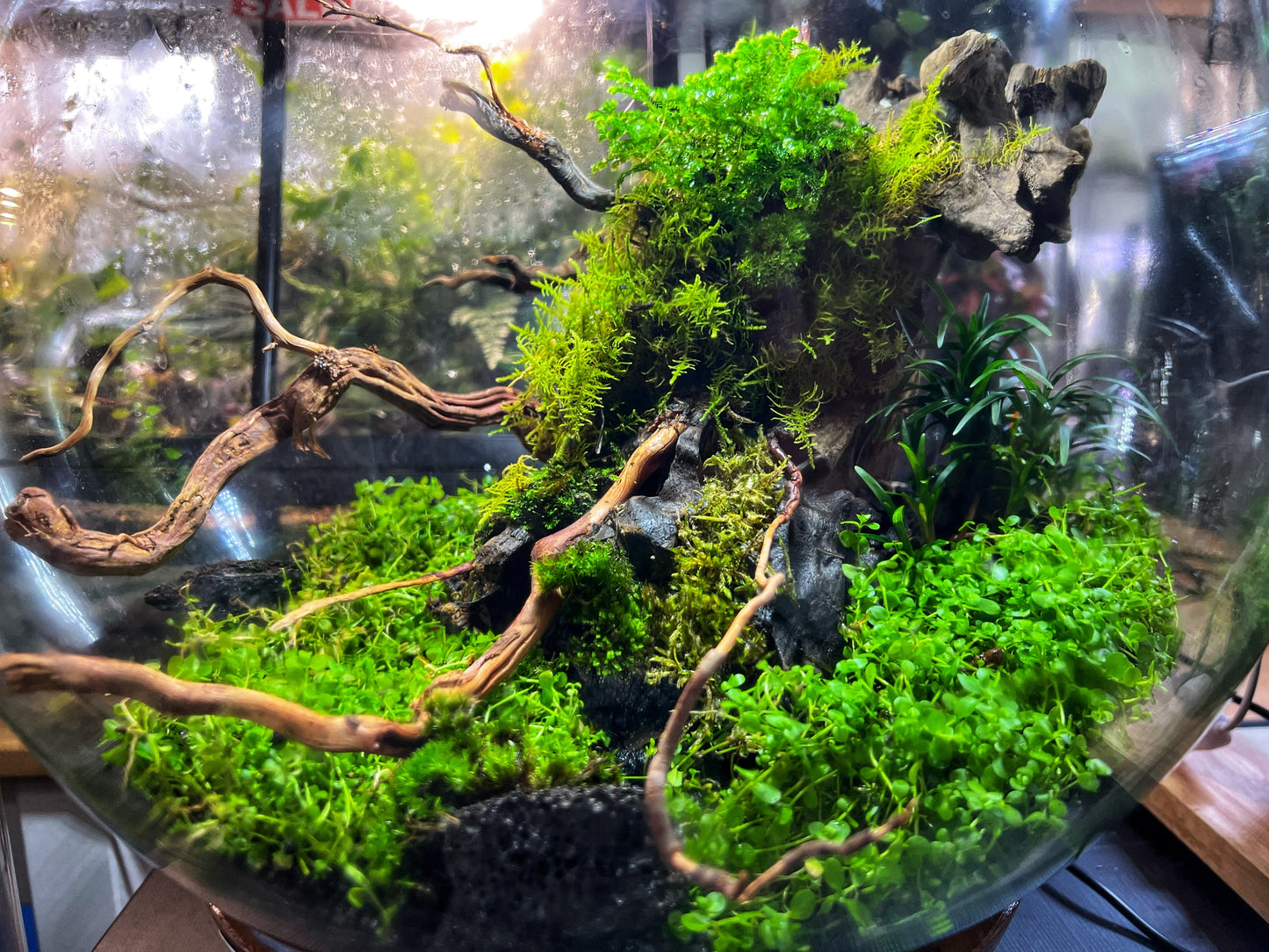 Bioscape Paludarium 30x30x45 cm