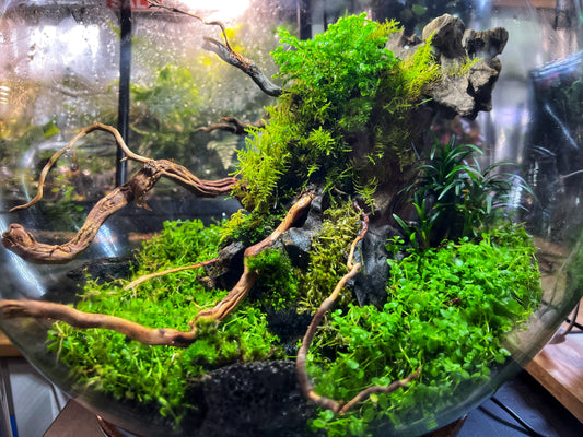 Terrestrial Moss for Terrarium / Vivarium / Paludarium