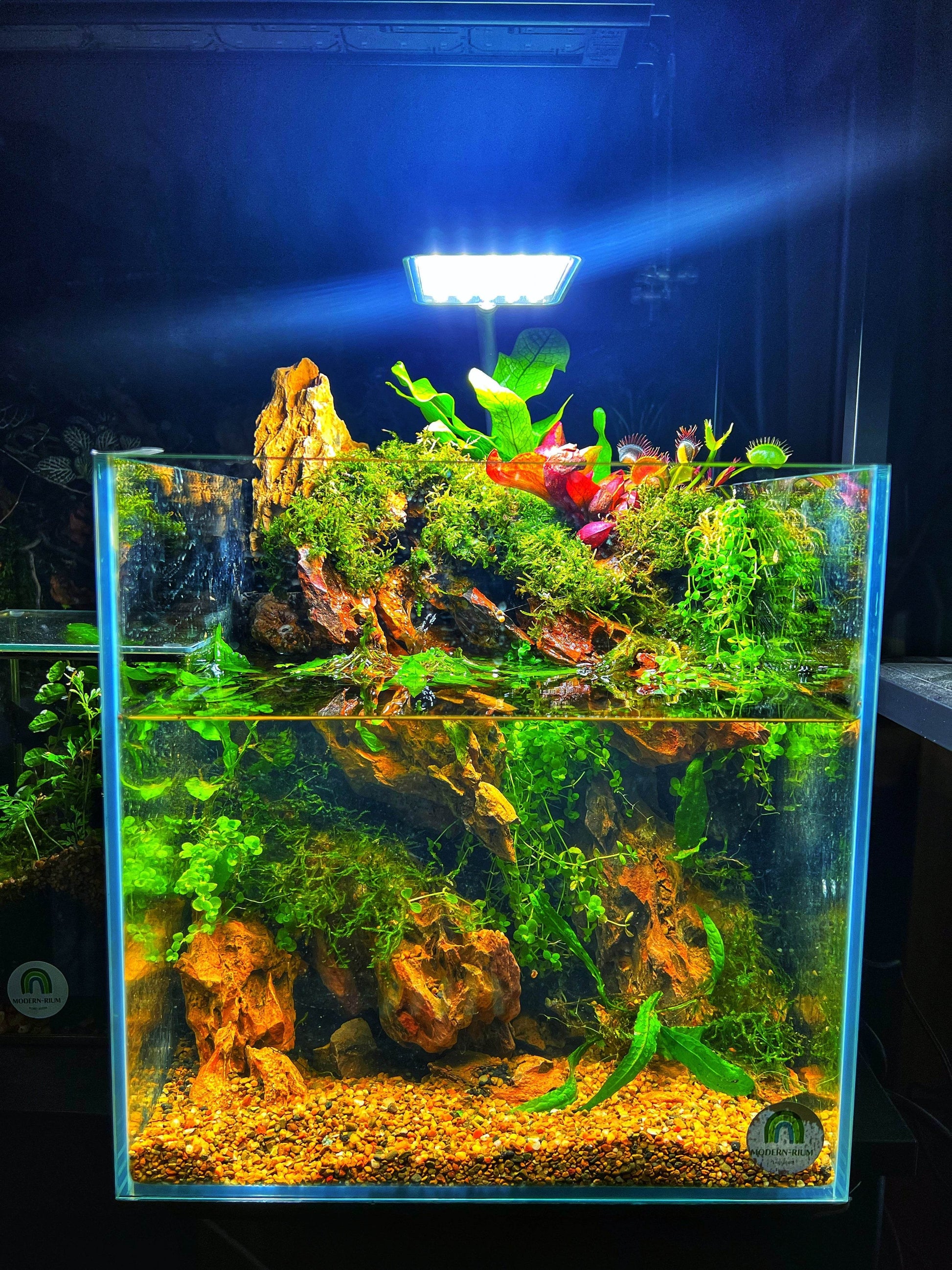 Planted fish tank 27cm cube Item only