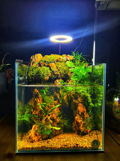 Planted fish tank 27cm cube