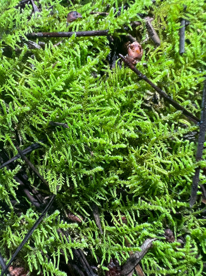 Fern Moss (Thuidium Sp.) - Terrestrial Moss