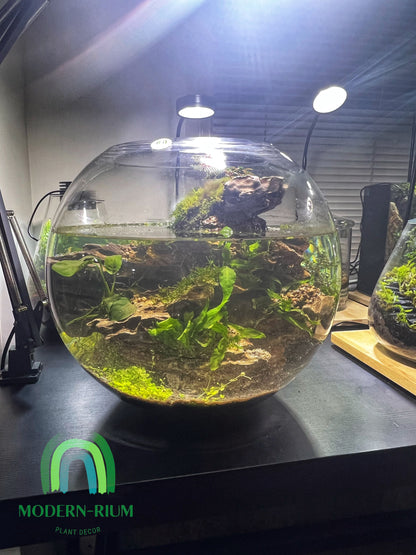 Planted fish bowl