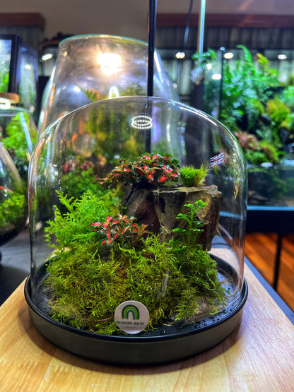 Domed terrarium “Little world under a dome”