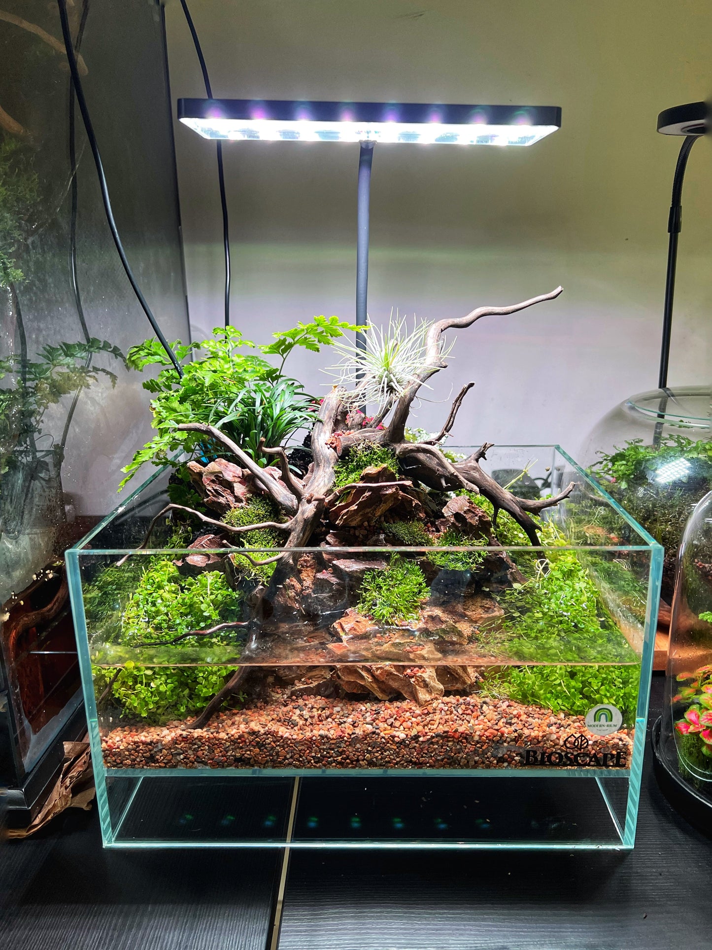 Swamp vibe - aqua terrarium