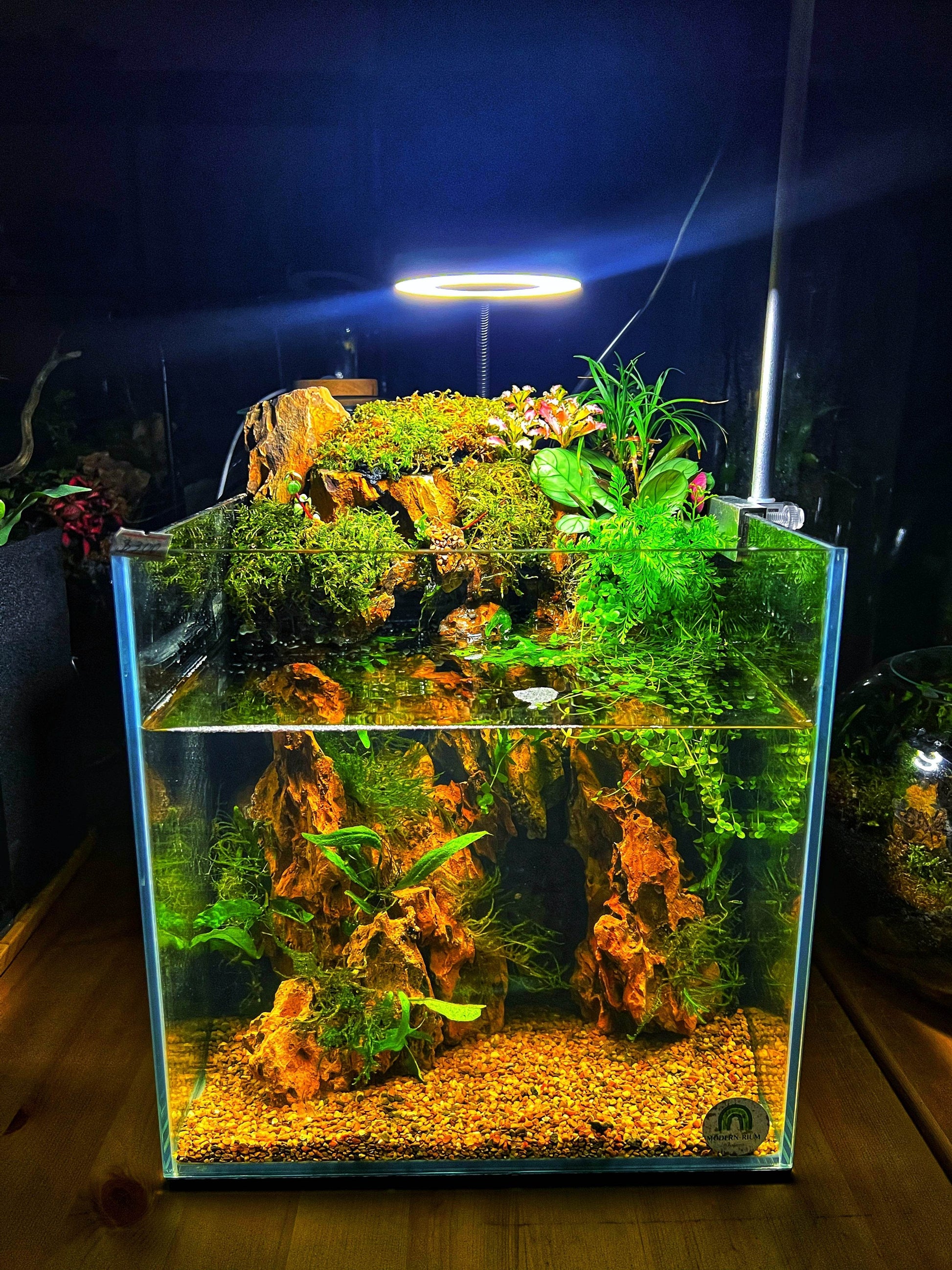 Planted fish tank 27cm cube Item only - Main Image