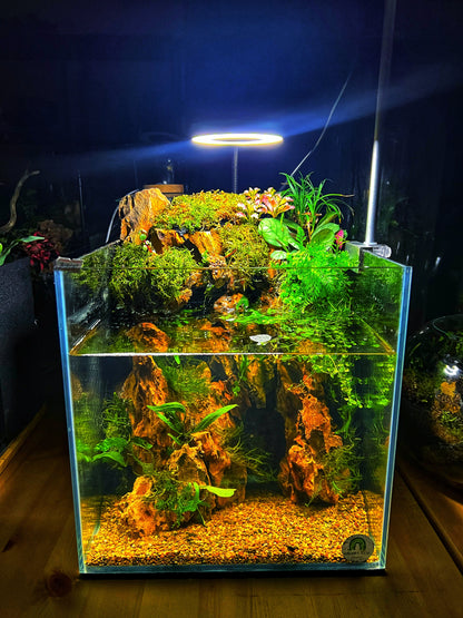 Planted fish tank 27cm cube