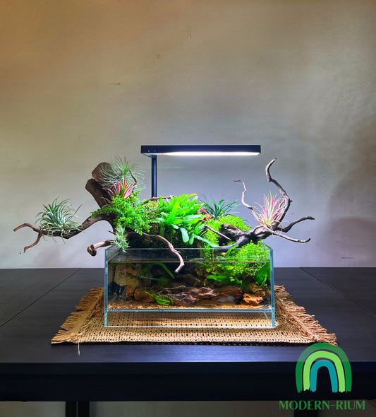 “Out of the box” Paludarium