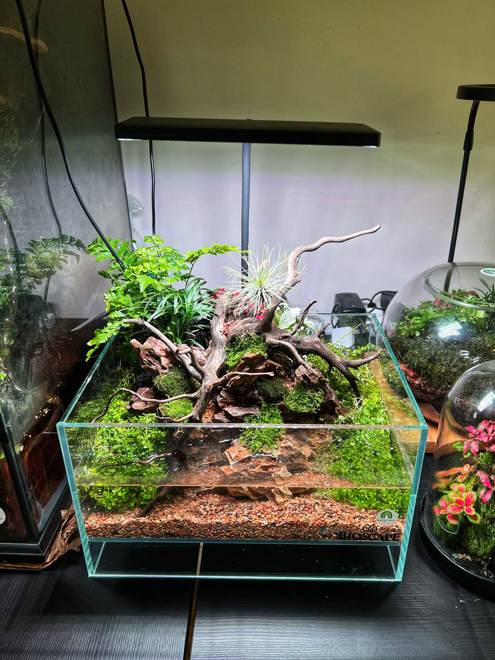 Swamp vibe - aqua terrarium – modernrium