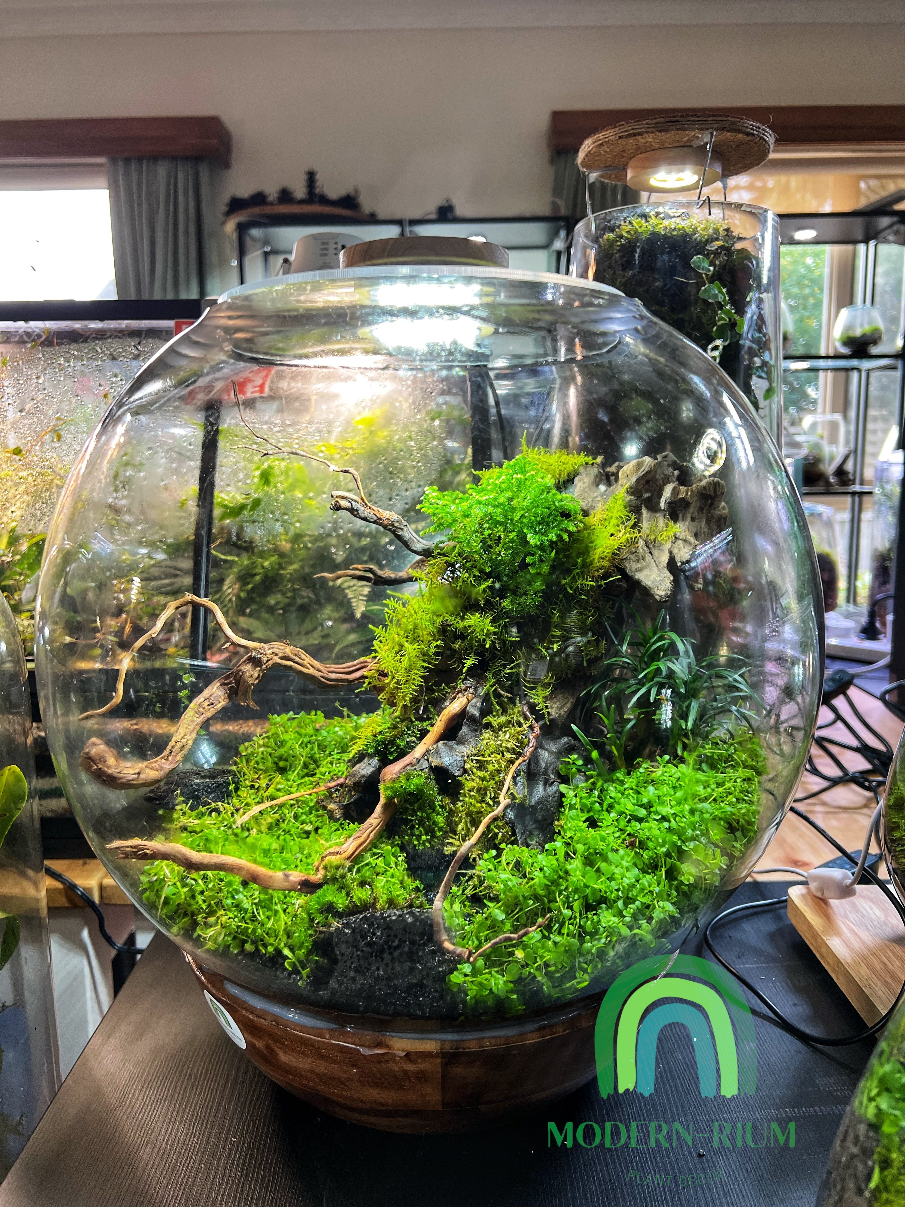 Terrarium best sale fish tank