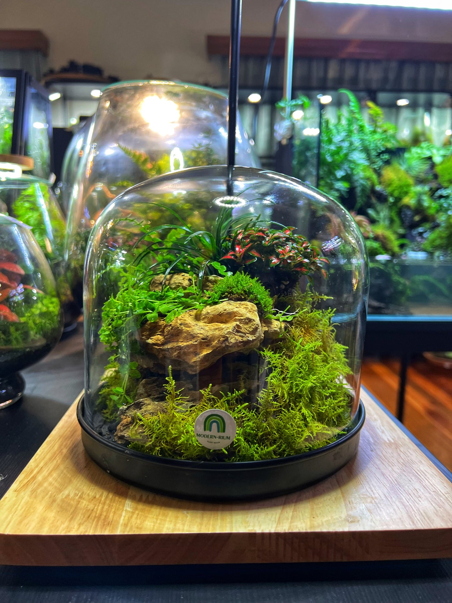 Domed terrarium “Little world under a dome”