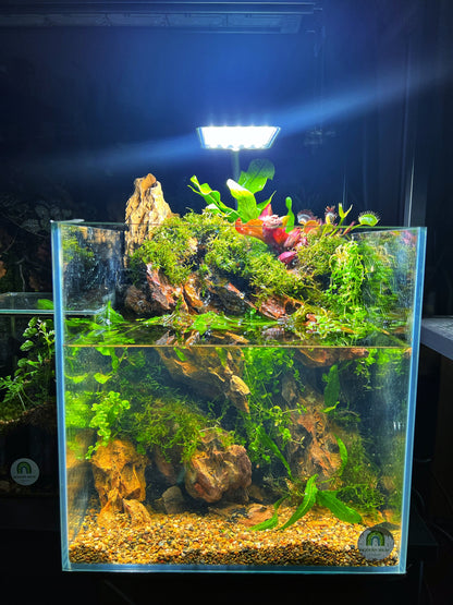Planted fish tank 27cm cube – modernrium