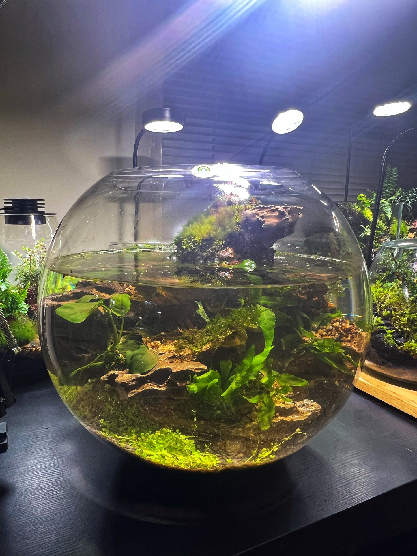 Planted fish bowl