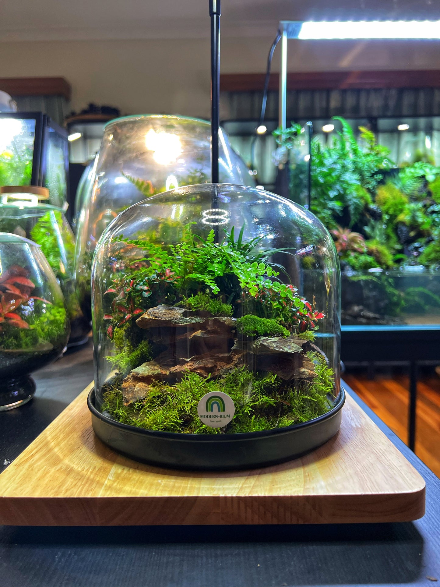 Domed terrarium “Little world under a dome”