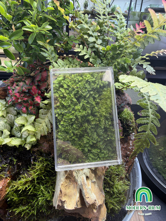 Moss Pet – live sheet moss in a clear acrylic box by Modernrium