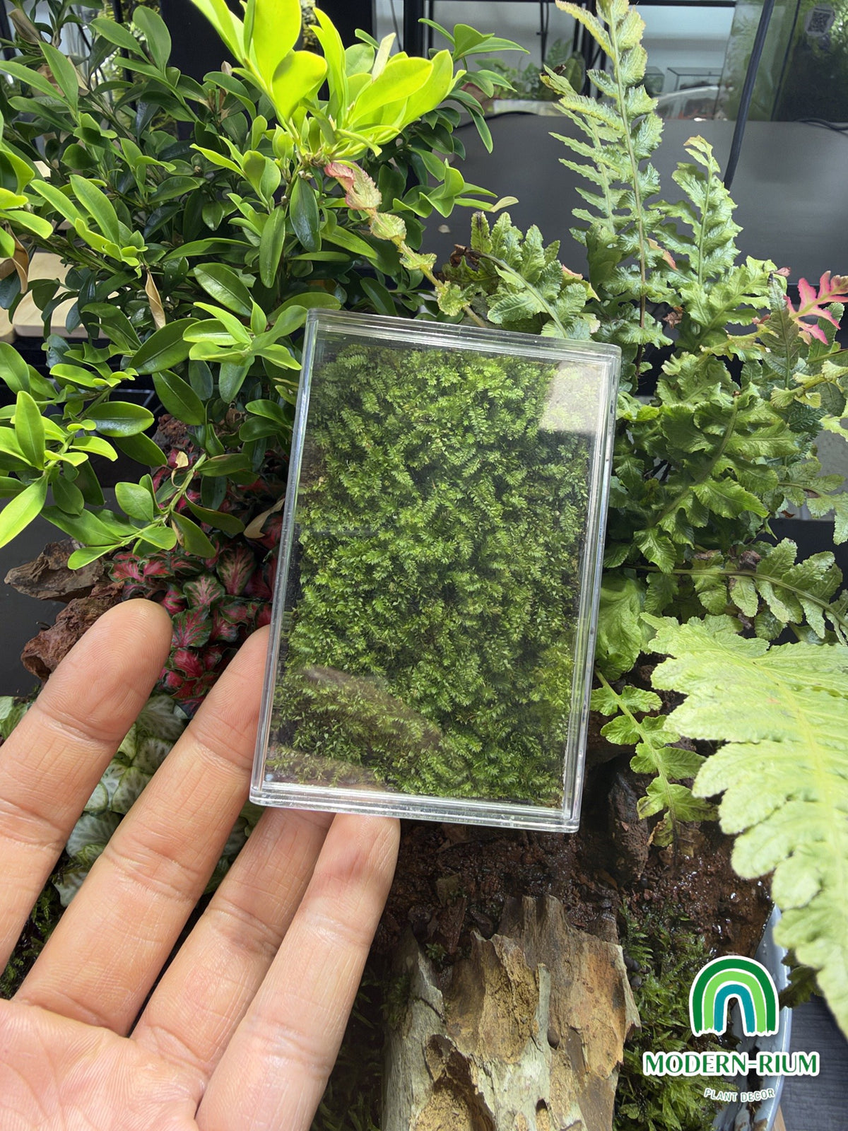 Moss Pet acrylic moss box held in hand – view 2