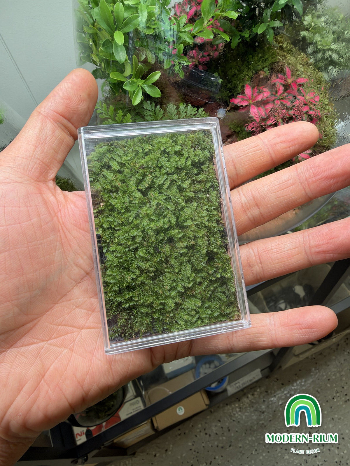 Moss Pet acrylic moss box in palm for size – view 3