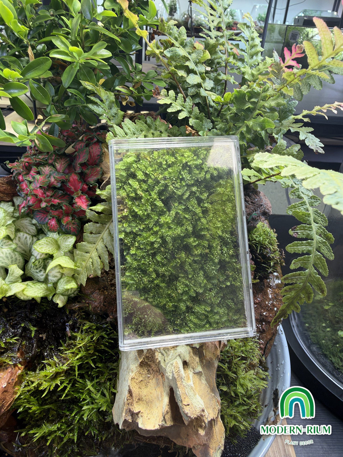 Moss Pet acrylic moss box – view 4