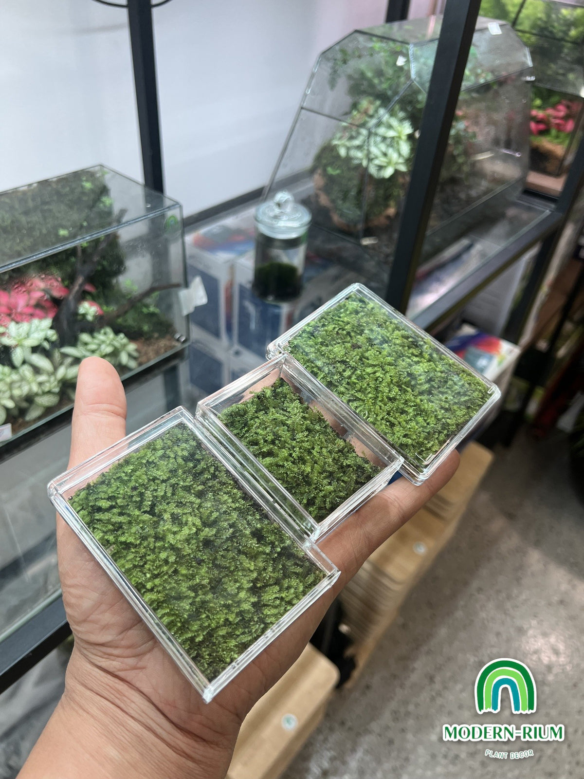 Three Moss Pet acrylic moss boxes – view 5