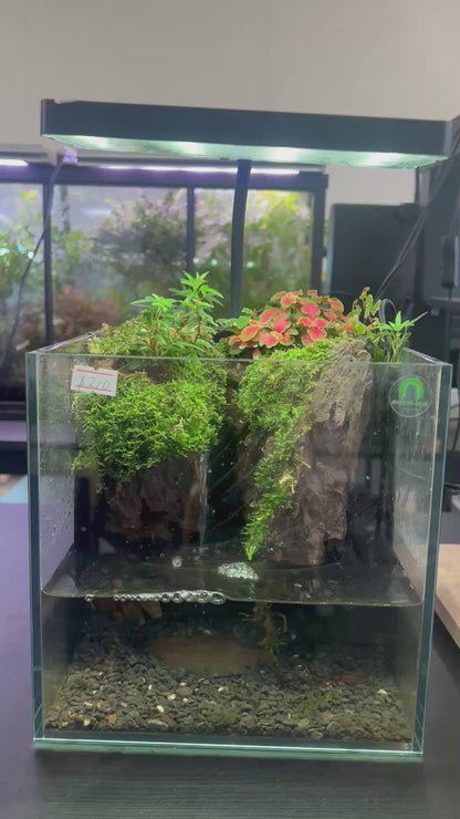 🌿 Verdant Falls – Elevated Moss Paludarium