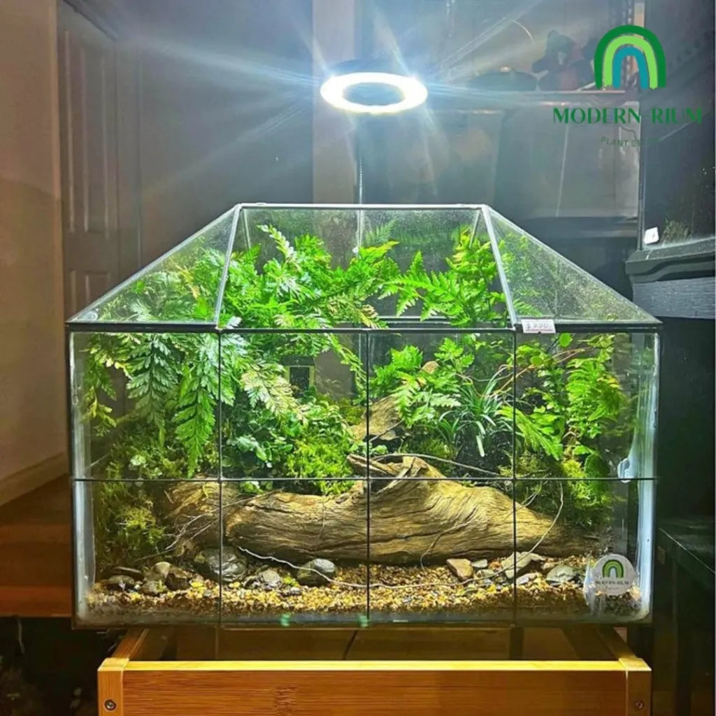 Warden Forest Readymade Terrarium Melbourne