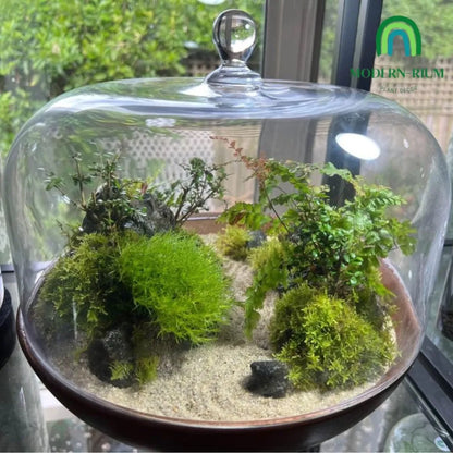 zen-themed-mini-terrarium-modernrium