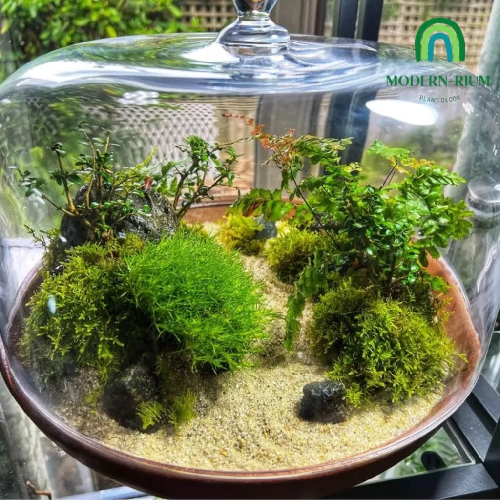 zen-themed-mini-terrarium-modernrium