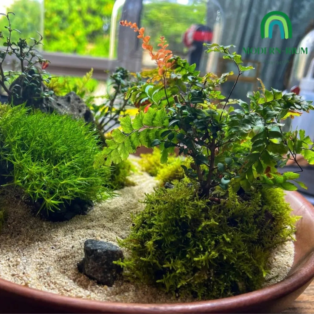 zen-themed-mini-terrarium-modernrium